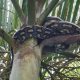 tree news snake catcher logan