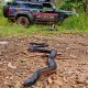 snake catcher logan red belly black