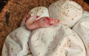 albino Olive snake