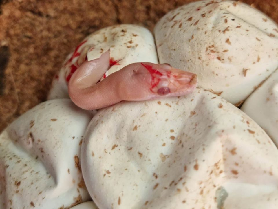 albino Olive snake